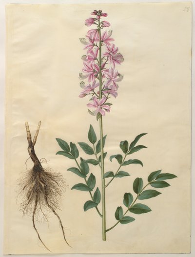 Dictamnus albus by Hans Simon Holtzbecker
